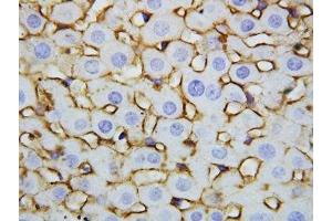 IHC-P: Annexin V antibody testing of rat liver tissue