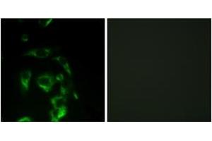 Immunofluorescence (IF) image for anti-Eukaryotic Translation Initiation Factor 4 Gamma, 1 (EIF4G1) (AA 1074-1123) antibody (ABIN2888730) (EIF4G1 antibody  (AA 1074-1123))