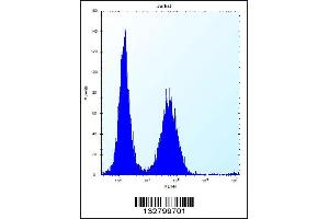 Flow cytometric analysis of Jurkat cells (right histogram) compared to a negative control cell (left histogram). (KCTD10 antibody  (C-Term))