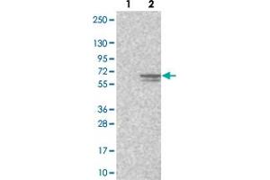 Western blot analysis of Lane 1: Negative control (vector only transfected HEK293T lysate). (CCDC77 antibody)