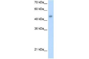 WB Suggested Anti-ONECUT3 Antibody Titration:  1. (ONECUT3 antibody  (C-Term))