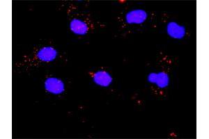 Proximity Ligation Analysis of protein-protein interactions between CCNB1 and PLK1. (PLK1 antibody  (AA 1-603))