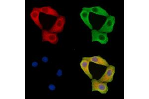 ABIN7095803 and ABIN7099865 staining Hela cells by IF/ICC.
