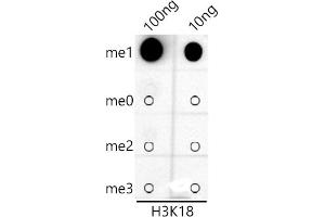 Dot-blot analysis of all sorts of peptides using MonoMethyl-Histone H3-K18 antibody (ABIN7267685) at 1:1000 dilution. (Histone 3 antibody  (H3K18me))