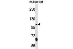 Western Blotting (WB) image for anti-Potassium Voltage-Gated Channel, KQT-Like Subfamily, Member 3 (KCNQ3) antibody (ABIN2998159) (KCNQ3 antibody)