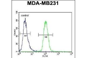 GNL3L Antibody (N-term) (ABIN654998 and ABIN2844632) flow cytometric analysis of MDA-M cells (right histogram) compared to a negative control cell (left histogram). (GNL3L antibody  (N-Term))