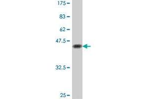 Western Blot detection against Immunogen (38. (SOX9 antibody  (AA 400-509))