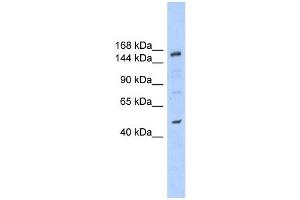 SHPRH antibody used at 1 ug/ml to detect target protein. (SHPRH antibody  (N-Term))