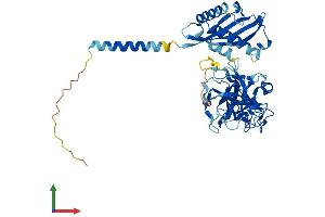 AlphaFold protein structure predicition of Human Recombinant TMPRSS11F Protein, UniprotID Q6ZWK6 (TMPRSS11F Protein (AA 1-438) (His tag))