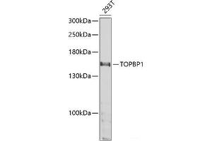 Western blot analysis of extracts of 293T cells using TOPBP1 Polyclonal Antibody at dilution of 1:1000. (TOPBP1 antibody)
