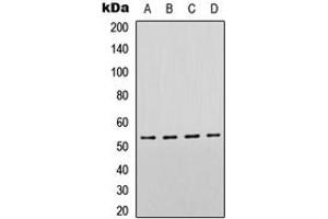 Western blot analysis of p53 expression in HeLa (A), SHSY5Y (B), Raw264.