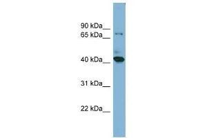 HERPUD2 antibody used at 1 ug/ml to detect target protein. (HERPUD2 antibody  (N-Term))
