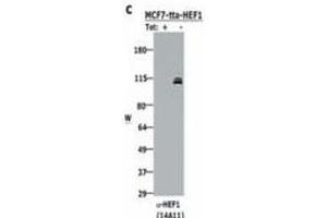 Western blotting using  Monoclonal anti-HEF1 antibody (clone 14A11) shows detection of HEF1 present in MCF-7 cells induced to express HEF1 by tetracycline removal (right lane). (NEDD9 antibody  (AA 82-398))