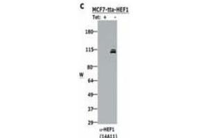 Western Blotting (WB) image for anti-Neural Precursor Cell Expressed, Developmentally Down-Regulated 9 (NEDD9) (AA 82-398) antibody (ABIN129519)