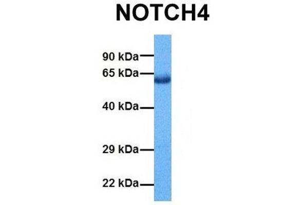 NOTCH4 anticorps  (Middle Region)
