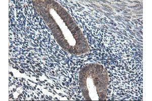 Image no. 1 for anti-Ubiquitin-Conjugating Enzyme E2G 2 (UBE2G2) antibody (ABIN1501631) (UBE2G2 antibody)