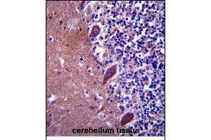 TTC13 Antibody (N-term) (ABIN657597 and ABIN2846596) immunohistochemistry analysis in formalin fixed and paraffin embedded human cerebellum tissue followed by peroxidase conjugation of the secondary antibody and DAB staining.