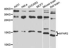 Western blot analysis of extract of various cells, using MFAP2 antibody.