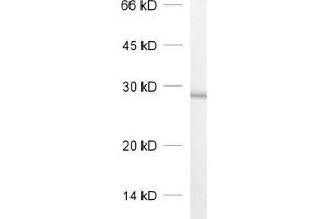 dilution: 1 : 1000, sample: crude synaptosomal fraction of rat brain (P2) (VTI1B antibody  (AA 1-206))