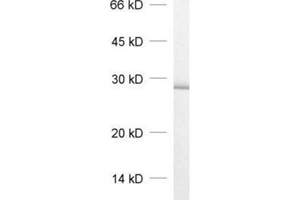 VTI1B antibody  (AA 1-206)