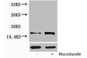 Western blot analysis of extracts from Hela cells, untreated (-) or treated, 1:5000. (HIST1H1A/HIST1H1C/HIST1H1D/HIST1H1E (pThr17) antibody)