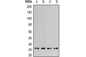 Western blot analysis of HAX1 expression in MCF7 (A), HepG2 (B), mouse kidney (C), mouse brain (D) whole cell lysates. (HAX1 antibody)