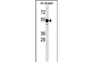 Western blot analysis in mouse brain tissue lysates (35ug/lane). (CLK1 antibody  (N-Term))