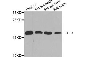 Western blot analysis of extracts of various cell lines, using EDF1 antibody. (EDF1 antibody)
