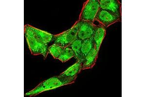 Immunofluorescence analysis of Hela cells using BMP4 mouse mAb (green).