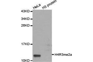 Western blot analysis of extracts of HeLa cell line and H3 protein expressed in E. (Histone 3 antibody  (2meArg3 (asymetric)))