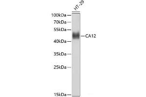 Western blot analysis of extracts of HT-29 cells using CA12 Polyclonal Antibody at dilution of 1:1000. (CA12 antibody)
