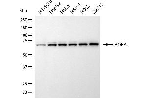 anti-Protein Aurora Borealis (BORA) antibody