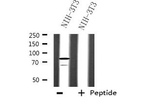 Western blot analysis of extracts from NIH-3T3 cells, using SFRS17A antibody.