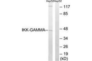 Western blot analysis of extracts from HepG2 cells, using IKK-gamma (Ab-31) Antibody. (IKBKG antibody  (AA 16-65))