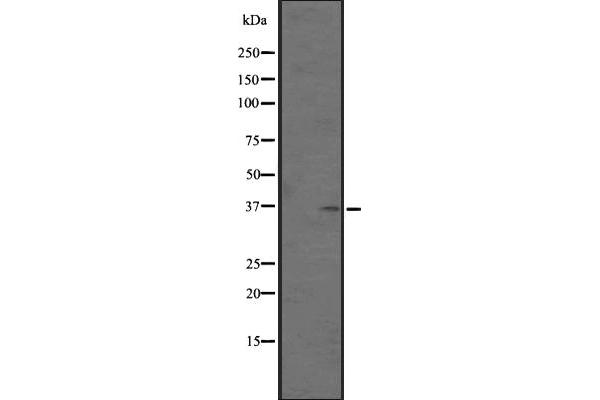 OR5AN1 antibody  (Internal Region)