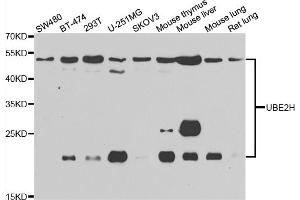 Western blot analysis of extracts of various cell lines, using UBE2H antibody (ABIN5975505) at 1/1000 dilution. (UBE2H antibody)
