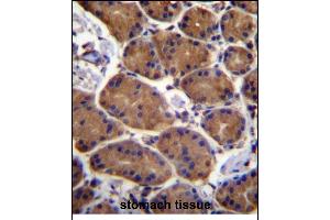 ASPH Antibody (Center) (ABIN656707 and ABIN2845938) immunohistochemistry analysis in formalin fixed and paraffin embedded human stomach tissue followed by peroxidase conjugation of the secondary antibody and DAB staining. (Aspartate beta Hydroxylase antibody  (AA 294-323))