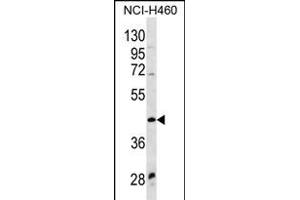 WNT9A Antibody (Center) (ABIN656328 and ABIN2845627) western blot analysis in NCI- cell line lysates (35 μg/lane). (WNT9A antibody  (AA 216-244))