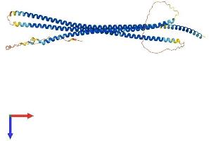 Coiled-Coil Domain Containing 77 (CCDC77) (AA 1-489) protein (His tag)