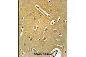 RN Antibody (Center) (ABIN651929 and ABIN2840458) immunohistochemistry analysis in formalin fixed and paraffin embedded human brain tissue followed by peroxidase conjugation of the secondary antibody and DAB staining. (RNF208 antibody  (AA 86-115))