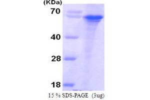 SDS-PAGE (SDS) image for Syntaphilin (SNPH) (AA 1-424) protein (His tag) (ABIN666869)