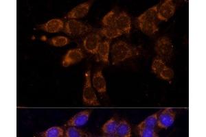 Immunofluorescence analysis of NIH/3T3 cells using CYP11A1 Polyclonal Antibody at dilution of 1:100. (CYP11A1 antibody)