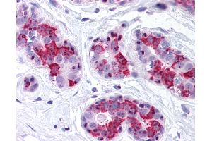 Anti-BAG5 antibody IHC of human breast. (BAG5 antibody)