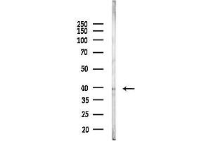 anti-Cyclin-Dependent Kinase 5, Regulatory Subunit 2 (p39) (CDK5R2) (Internal Region) antibody