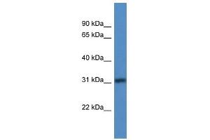 Western Blot showing TBRG1 antibody used at a concentration of 1-2 ug/ml to detect its target protein.