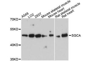 Western blot analysis of extracts of various cell lines, using SGCA antibody. (SGCA antibody  (AA 60-290))