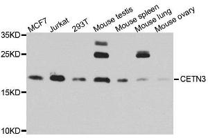 Western blot analysis of extracts of various cell lines, using CETN3 antibody. (CETN3 antibody  (AA 1-167))