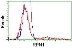 HEK293T cells transfected with either RC201554 overexpress plasmid (Red) or empty vector control plasmid (Blue) were immunostained by anti-RPN1 antibody (ABIN2455111), and then analyzed by flow cytometry. (RPN1 antibody)