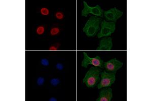 ABIN7094789 and ABIN7098840 staining HepG2 cells by IF/ICC. (IRF8 antibody  (Internal Region))