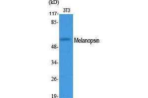 Western Blot (WB) analysis of specific cells using Melanopsin Polyclonal Antibody. (OPN4 antibody  (C-Term))